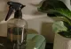 Cum să înlături puricii plantelor de apartament. LEGUMA din bucătărie care te scapă de această neplăcere