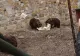 Ursoaica mamă care l-a atacat pe șeful Salvamont Predeal a fost ÎMPUȘCATĂ. Cei 2 pui au fost relocaţi