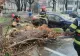 Incident grav în Prahova. Un copac a căzut peste o mașină în care se aflau două persoane, între care un copil