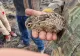 Pompierii buzoieni au salvat un pui de iepure dintr-un incendiu de vegetație nimicitor