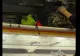 Zbor al companiei Hong Kong Airlines, redirecționat din cauza unui INCENDIU într-un compartiment de bagaje! La bordul aeronavei se aflau 180 de persoane