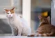 Vești buni pentru posesorii de animale de companie! Regulile se schimbă în privința accesului câinilor și pisicilor în instituțiile publice din București
