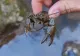 Racul BIHOREAN, o specie unică în lume. Povestea cercetătorului care l-a descoperit