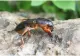 Cum scapi de coropișnițele din grădină. Amestecul minune cu care îți poți salva plantele 