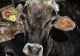 România interzice importurile de animale vii și produse de origine animală din Ungaria. Ce scenariu se ia în calcul din cauza febrei aftoase