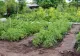 Legumele pe care le poți planta în grădină, în luna aprilie. Secretul grădinarilor pentru o recoltă bogată 