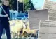 Noi documente bomba care îl înfundă pe Becali. Mafia imobiliară controlată de oierul din Pipera, deconspirată 