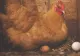 Ingredientul special folosit de fermieri pentru a ajuta găinile să facă mai multe ouă. Se găsește peste tot și costă doar un leu