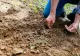 Ce trebuie să plantezi în grădină toamna. Sunt rezistente la frig și vor crește în primăvara ce urmează