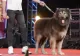 Un indian a dat aproape 5 milioane și jumătate de euro pe un câine-lup. Ce are special animalul?