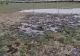 Solul Parcului Municipal Ploiești Vest băltește în petrol, după ce o conductă a Conpet s-a spart