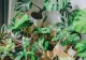 Cum să prepari un insecticid natural pentru plantele tale de apartament. Vei ține insectele și dăunătorii la distanță