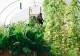 Când trebuie plantate roșiile în solar. Cea mai potrivită perioadă, conform experților. Sfaturi utile despre cum trebuie să procedezi