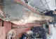 Operațiunea Monstrul: un somn uriaș, de 140 kg, prins în România. Unde a dat la pește pescarul norocos