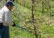 Ce trebuie să faci cu merii toamna? Sfaturi pentru îngrijirea pomilor fructiferi