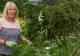 Planta de sezon, cu cel mai puternic efect detoxifiant. Ajută la întărirea oaselor și este un tonic excelent pentru organism