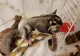 Un nou animal de companie a cucerit inimile românilor și se vinde la un preț exorbitant pe internet. Un singur exemplar ajunge și la 3000 de lei 