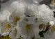 Iarna s-a întors în forță, în aprilie! Agricultorii sunt în alertă: vremea rea le-a distrus culturile FOTO&VIDEO