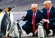 Donald Trump a impus tarife pinguinilor. Noua gafă a președintelui SUA, devenită subiect de glume pe internet