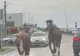 Paștele cailor a ajuns la Cluj? 10 cai scăpați de sub control, filmați în trafic în Cluj. Șoferii au rămas șocați