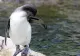 Un elicopter s-a prăbușit din cauza unui pinguin. Cum s-a transformat o misiune de rutină într-un incident neașteptat