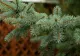 Cum să plantezi corect un brad și unde este locul din curte cel mai potrivit pentru acest conifer. Sfaturi utile de la specialiști