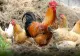 Condimentul banal pe care e bine să-l dai de mâncare la găini ca să fie sănătoase. Trucul la care bunicii noștri apelau pe vremuri 