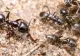 O specie de furnică agresivă se răspândește alarmant în Europa. În Germania, unele orașe au rămas fără curent și internet din cauza adevăratelor invazii