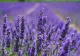 Când se plantează lavanda. Care este perioada potrivită pentru această plantă deosebită