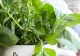 Plantele care NU trebuie să-ți lipsească din bucătărie. Le poți cultiva în ghiveci