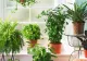 Planta minune care purifică aerul. Este mereu verde și se întreține extrem de ușor. Trebuie neapărat să o ai în casă