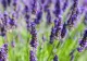 Movul de care nu te vei mai sătura! Când se plantează lavanda și de ce aspecte trebuie să ții cont: vei avea curtea plină culoare și parfum