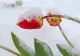 Prognoza meteo 9 aprilie. Vreme deosebit de rece pentru data din calendar: brumă și îngheț la sol