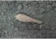 Alertă în Olt. Bombă cu focosul activ, descoperită în timpul unor lucrări agricole
