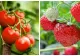 Îngrășământul natural pe care trebuie să îl pui peste roșii și cășuni ca să crească mari și suculente. Este GRATIS
