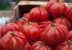 Ce trebuie să pui la rădăcina roșiilor ca să ai parte de o recoltă bogată pe tot parcursul sezonului
