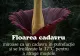 Cum se numește floarea care miroase a moarte: spectacolul straniu al naturii care îi uimește pe cercetători