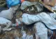Un munte de deșeuri, aruncate în albia unui pârâu din Cluj! Risc major de dezastru ecologic: cine se face vinovat