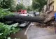 Copac căzut peste mașini pe Bulevardul Lacul Tei din Capitală! Traficul în zonă a fost BLOCAT