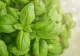 Planta pe care trebuie să o ai la geam pe toată perioada verii. Iată de ce!