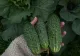 Soluția perfectă pentru a avea o recoltă bogată de castraveți. Necesită doar două ingrediente