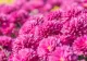 Ce să pui la rădăcina crizantemelor în iunie ca să înflorească spectaculos în toamnă. Trucuri și sfaturi de la florarii profesioniști