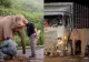 Tragedie pe o șosea din Malaezia: pui de elefant ucis de un camion. Imagini sfâșitoare cu mama elefantului care refuză să plece de la fața locului