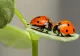 Insectele pe care ar trebui să le protejezi dacă le vezi în grădina ta. Au un rol esențial în combaterea dăunătorilor