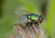 Leguma care ține insectele la distanță. Mirosul pe care îl emană alungă muștele. Trebuie doar să o ții pe pervazul geamului