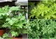Planta care alungă țânțarii ca prin magie. Este extrem de ușor de întreținut 