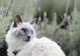 Plante toxice pentru pisici. Sigur le ai și tu în locuința ta. La ce flori trebuie să renunți dacă ai animale de companie
