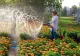 Cu ce trebuie să uzi plantele pentru a stimula înflorirea. Sfaturi de la specialiști