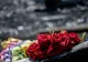 Rusia, responsabilă pentru doborârea zborului MH17 al Malaysian Airlines deasupra Ucrainei, soldat cu 298 de morți. Kremlinul, somat să-și asume responsabilitatea 