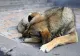 Polițiștii din Suceava au reținut un bărbat care a împușcat un câine fără stăpân